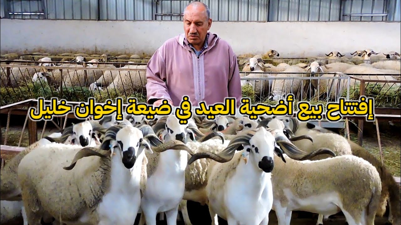 افتتاح بيع أضحية العيد في ضيعة إخوان خليل و معلومات حول أدوية و أعلاف لي كيعلفو لكسيبة