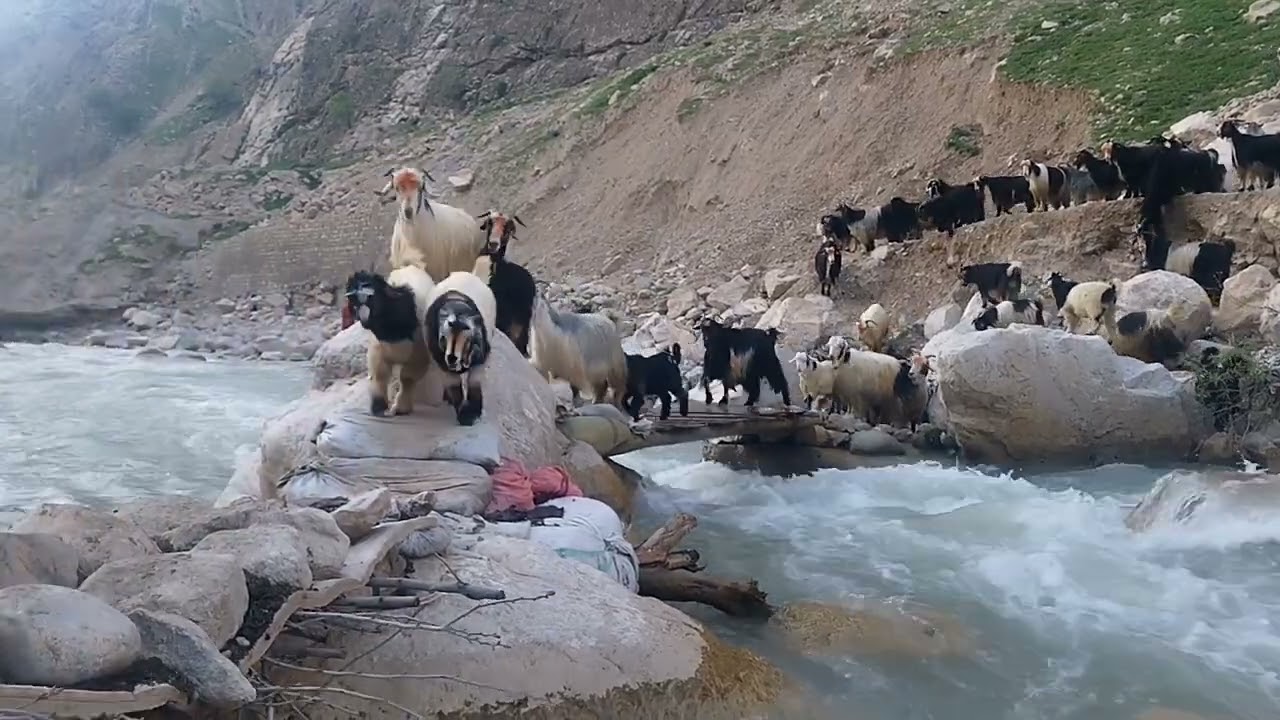 Sheep crossing the bridge over the water is dangerous and the lamb falls into the water