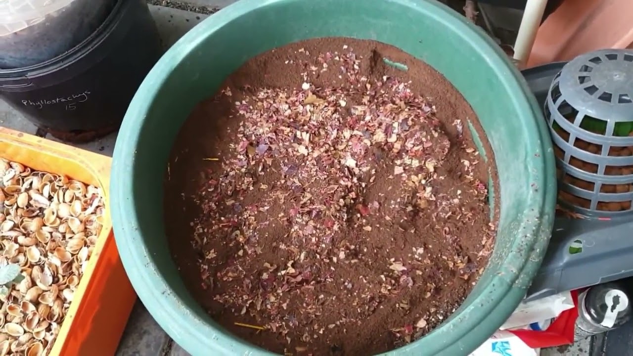 Using dried leaves to fertilise and reuse potting soil | Balcony gardening