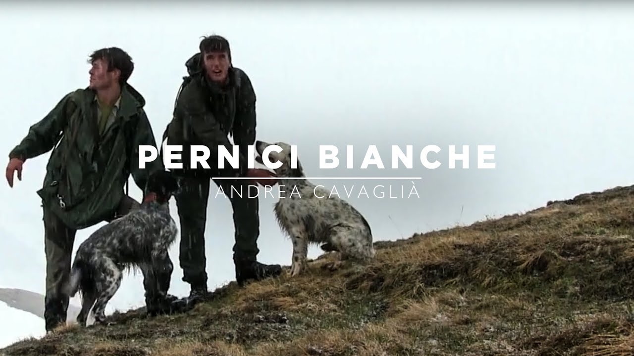 SETTER INGLESE A PERNICI BIANCHE