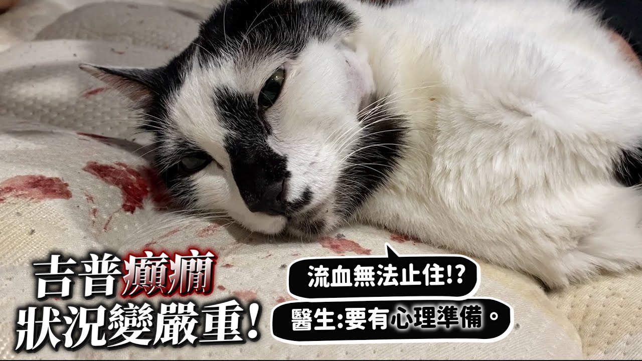 吉普癲癇狀況變嚴重!無法麻醉開刀!醫師告訴我們:要有心理準備!寵物保險的重要性!【許伯簡芝】【貓】