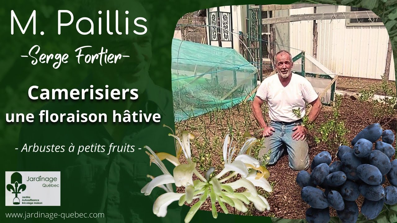 LE CAMERISIER UN ARBUSTE &Agrave; PETITS FRUITS H&Acirc;TIFS - AVEC SERGE FORTIER