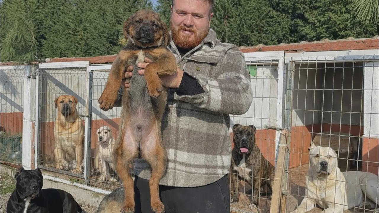 Sono arrivati 14 nuovi cani: abbiamo creato un vero e proprio esercito di Kangal! 😂