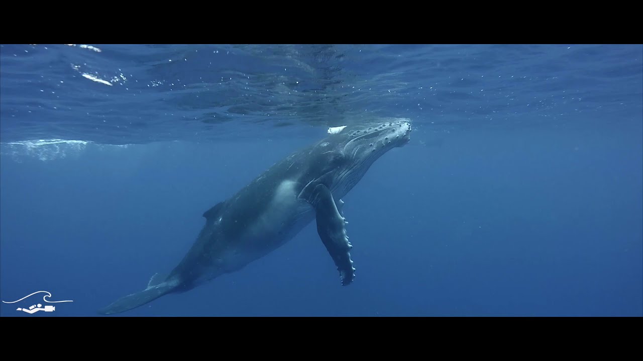 Humpback whales  French Polynesia