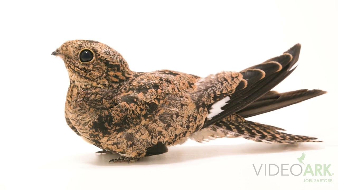 Common nighthawk (Chordeiles minor hesperis) at the Rocky Mountain Wildlife Alliance in Sedalia, CO.