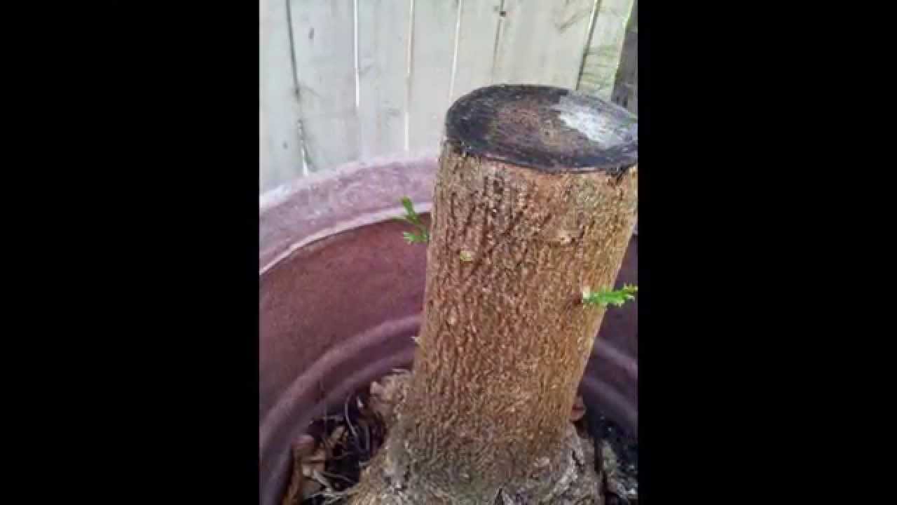 Tipu tree Yamadori 6 months old