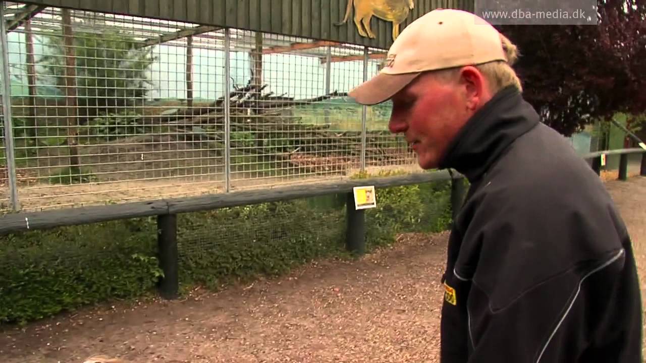 Dyreparken 1: Løveunger billigt til salg