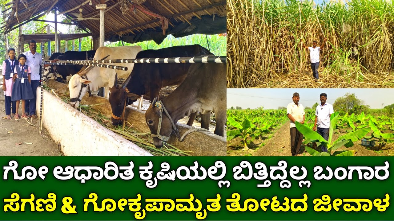 ಗೋ ಆಧಾರಿತ ಕೃಷಿ ಬಿತ್ತಿದ್ದೆಲ್ಲ ಬಂಗಾರ | cow based organic farming | cow dung manure & gokrupa amrutam