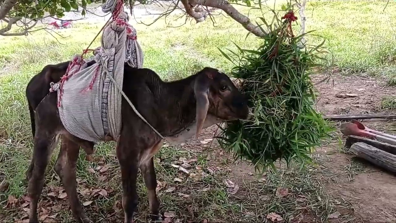 Como levantar bezerro caido !!