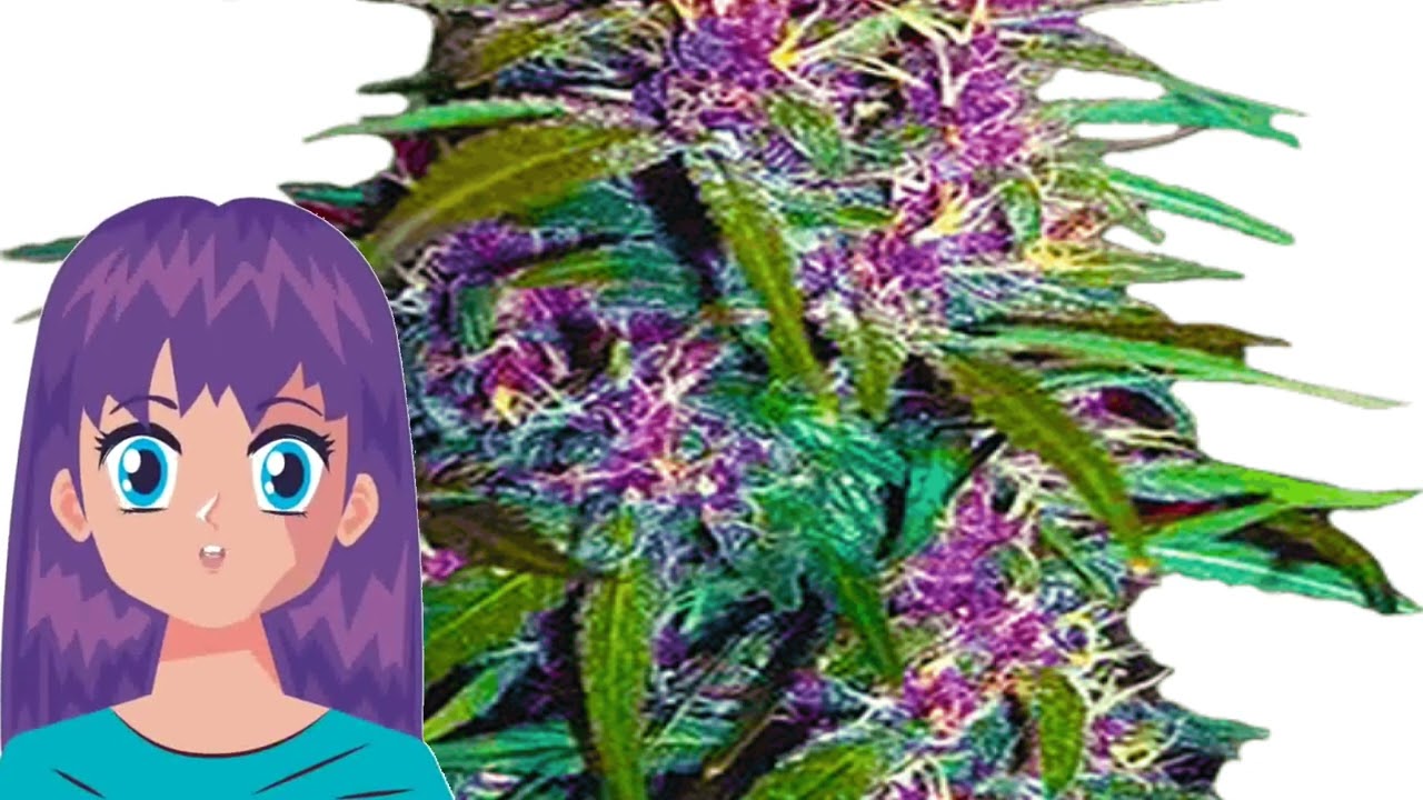 Purple Kush &ndash; Crop King Seeds