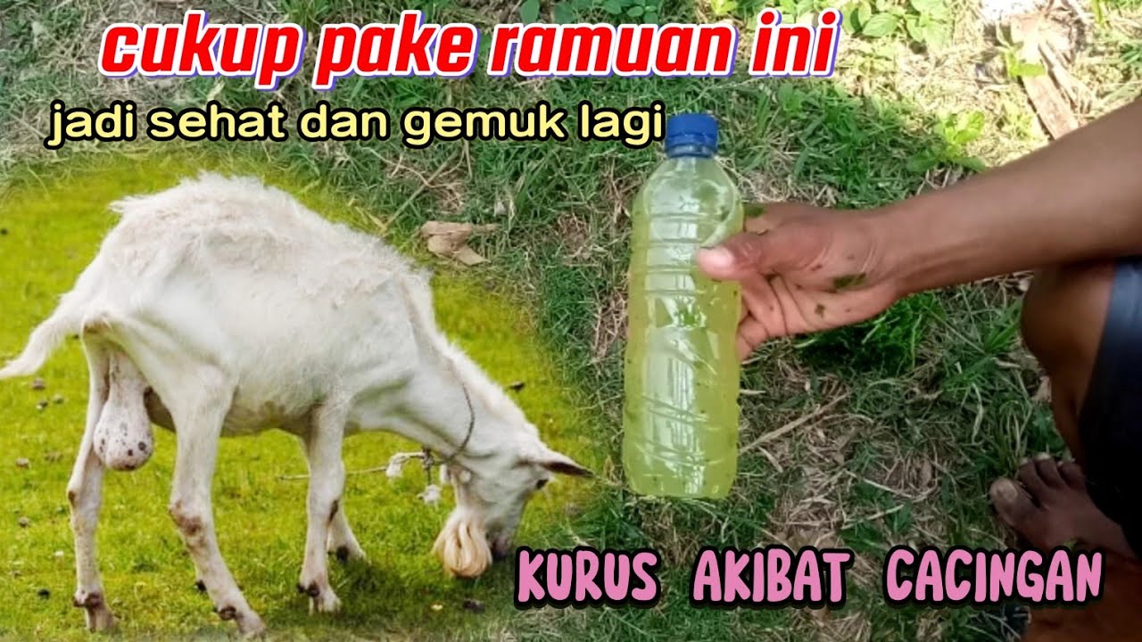 Peternak wajib tau!!  Cara mengatasi domba kurus akibat cacingan agar bisa gemuk lagi