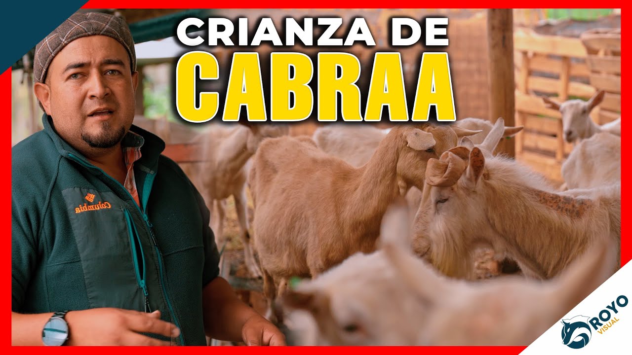 Crianza de cabras lecheras, raza Saanen y Alpinas.