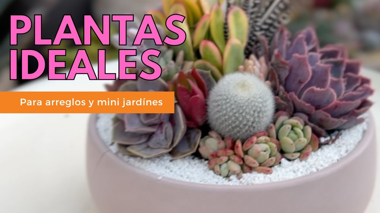 Qué plantas son ideales para hacer arreglos o mini jardines