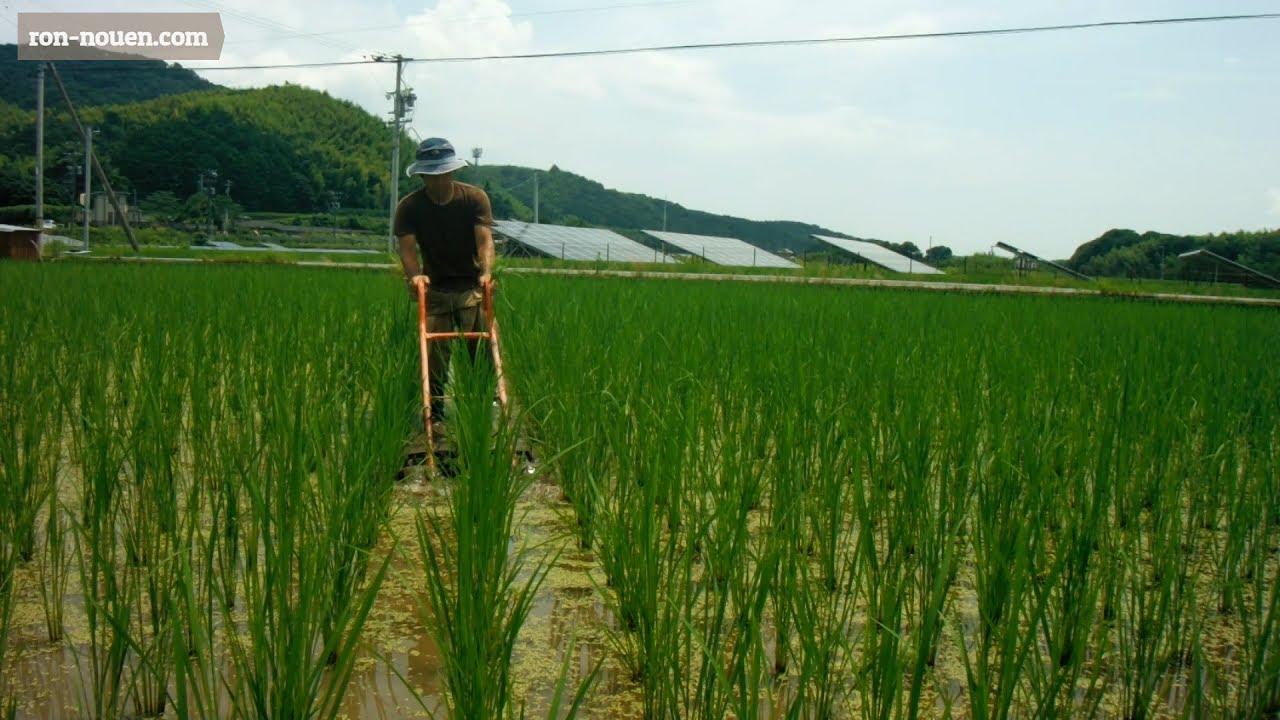昔ながらの水田除草機で、草を抑える！！～③お米の自給自足～A rice field using a weeder.