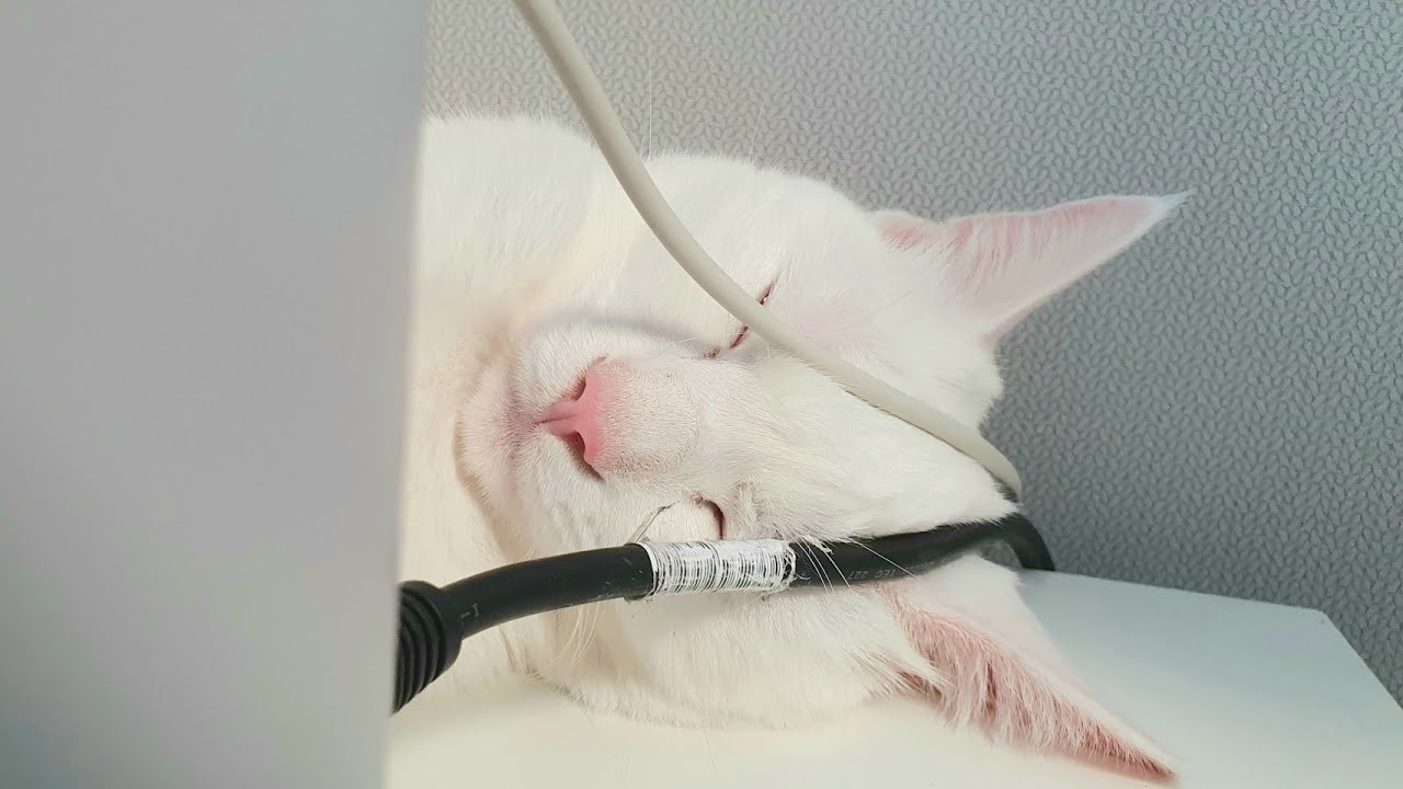 새로운 곳에 적응하는 고양이들  | 룸투어🏢