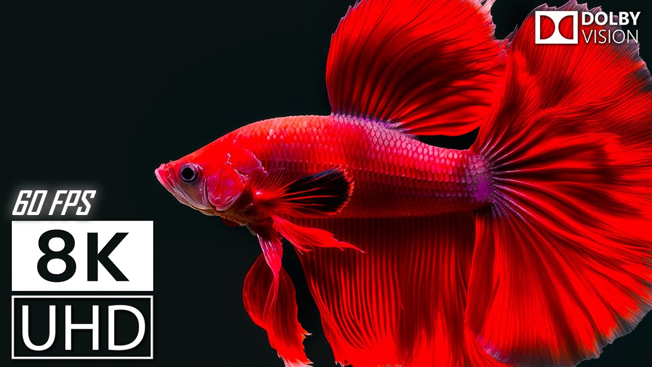 8K UHD 60FPS DOLBY VISION — КРАСОЧНЫЙ МИР — НАСТОЯЩИЙ КИНЕМАТИЧЕСКИЙ