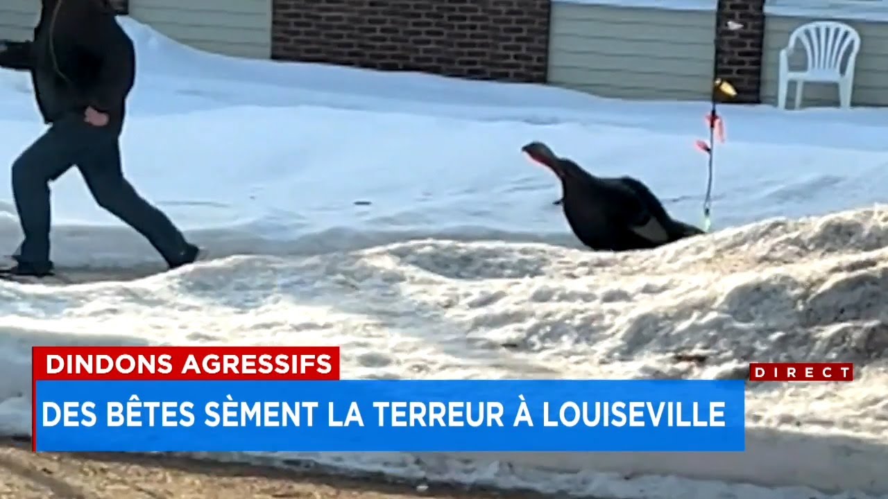 Des dindons sauvages sèment la terreur à Louiseville: «Prenez-vous des bats de baseball», conseille