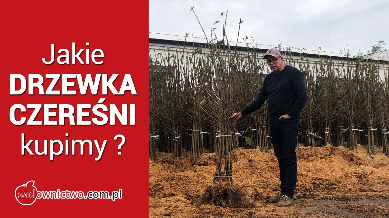 Jakie DRZEWKA CZEREŚNI kupimy w szkółce - prezentacja i porównanie odmian - Grzegorz Sękowski
