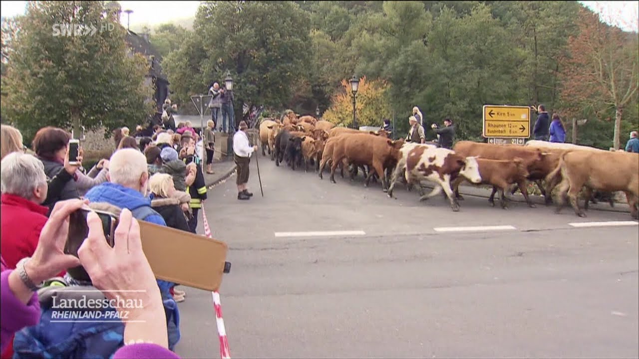 Hahnenbach 2016: Almabtrieb in Hahnenbach