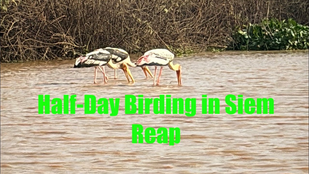 Half-day Birding in Siem Reap [Recommended] #birds #wildlife #birdsphotography 