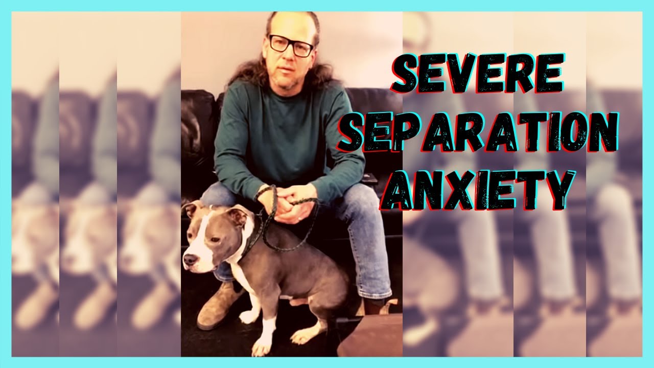 Severe Separation Anxiety Dog | Solid K9 Training