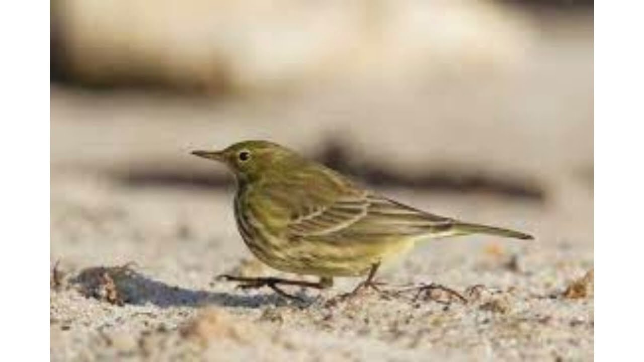 Who is the European rock pipit