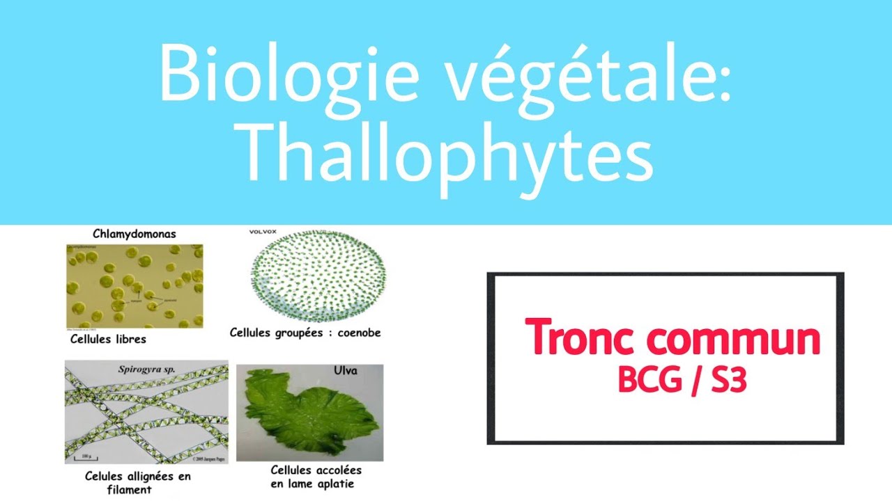 Introduction thallophytes