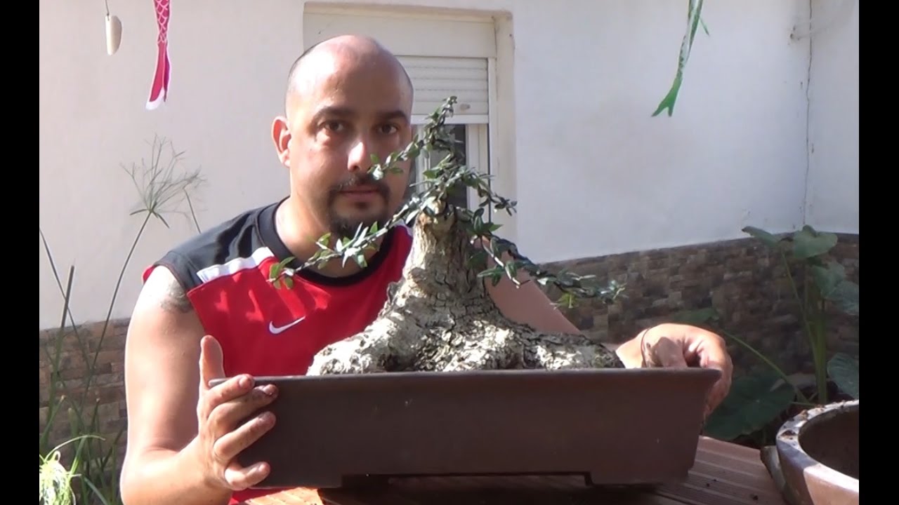 Trasplante acebuche NINA