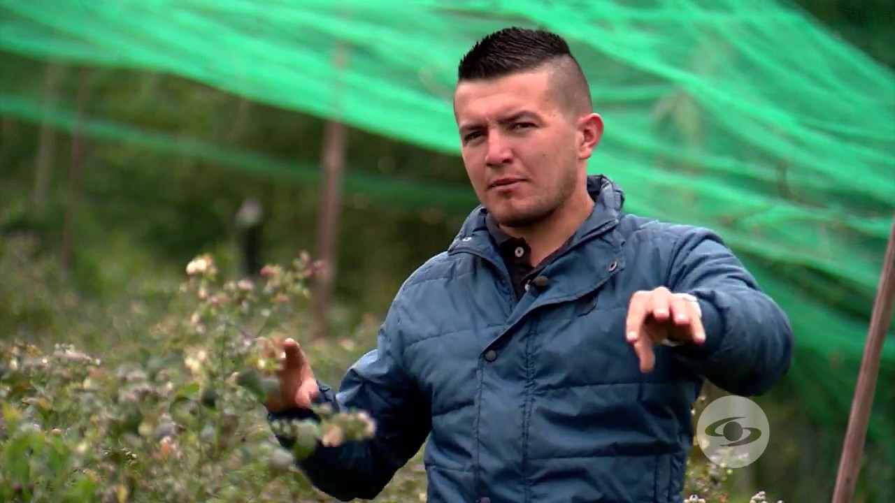 Condiciones ideales para cultivar ar&aacute;ndanos | La Finca de Hoy
