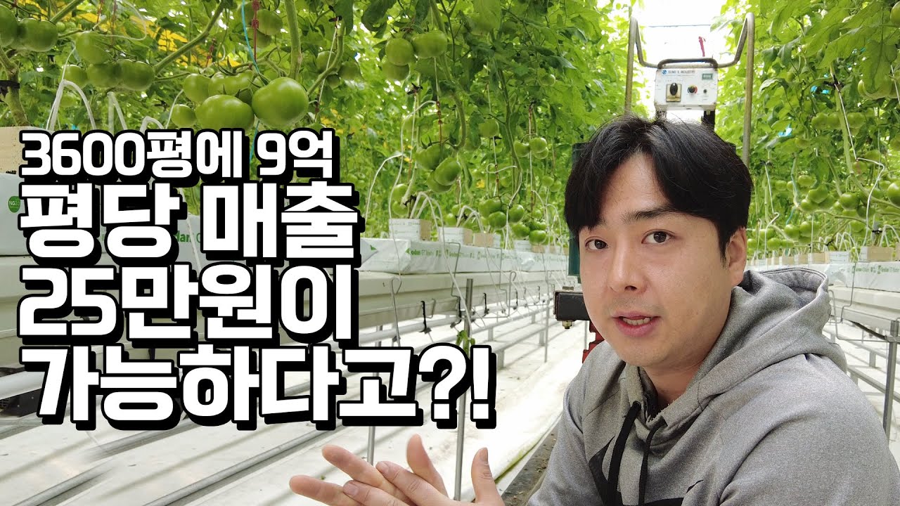 평당 매출 25만원! 압도적인 토마토 생산량의 비결은?