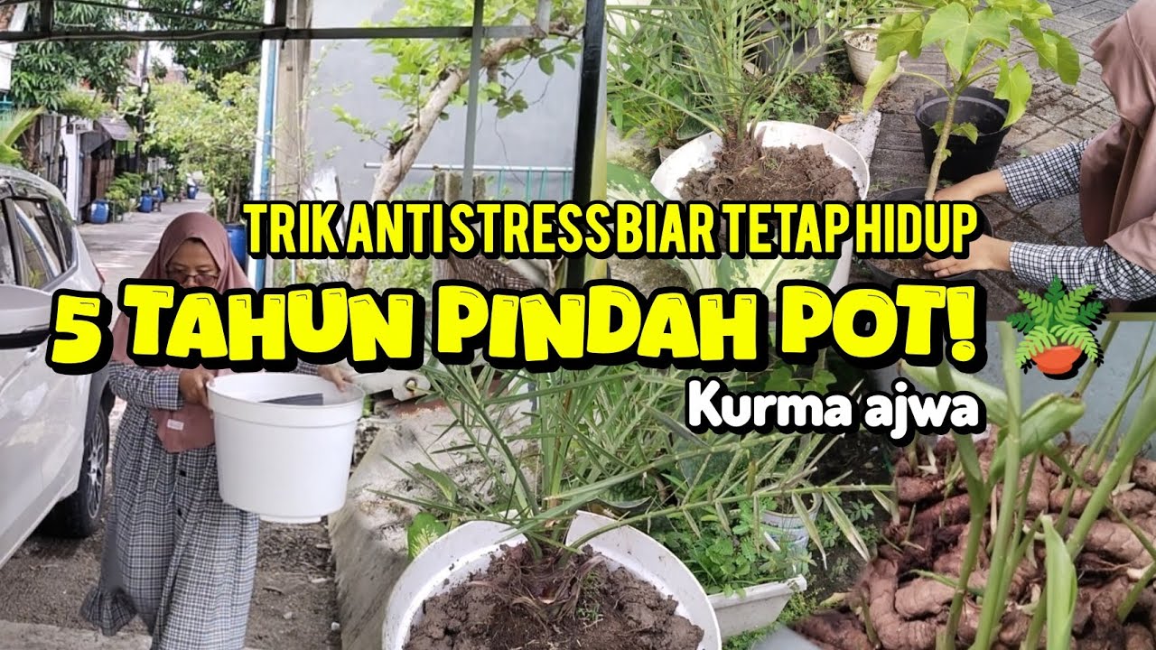 KURMA AJWA 5 TAHUN PINDAH POT‼️INI TRIK TANAMAN GAK STRES DAN TETAP HIDUP! | VLOG IBU RUMAH TANGGA