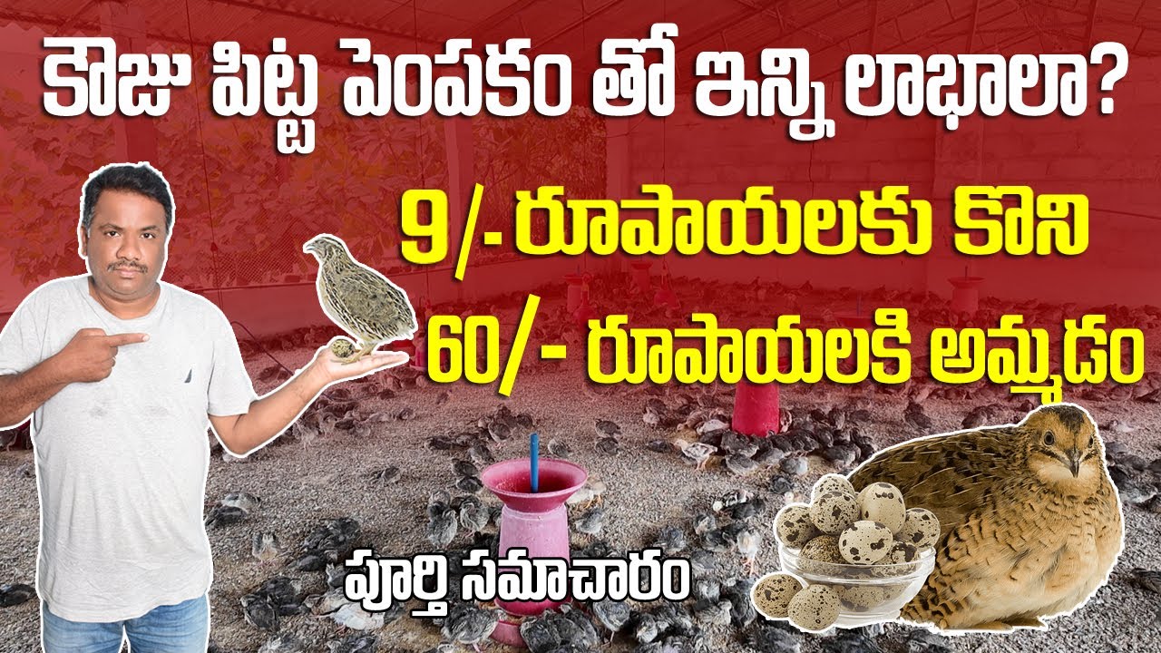 తక్కువ ఖర్చుతో ఎక్కువ రాబడిని సంపాదించడం సాధ్యమా?//కౌజు పిట్టల పెంపకం //QUAIL HATCHERIES