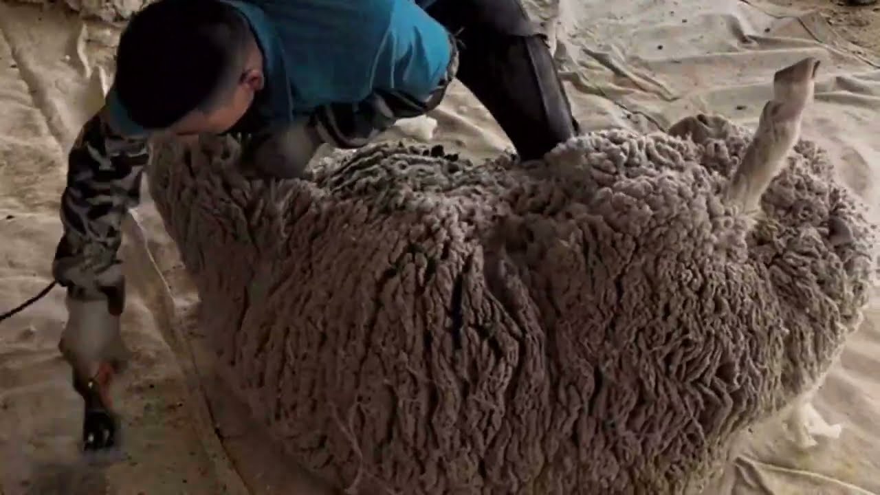 Overgrown Sheep | Shearing wool