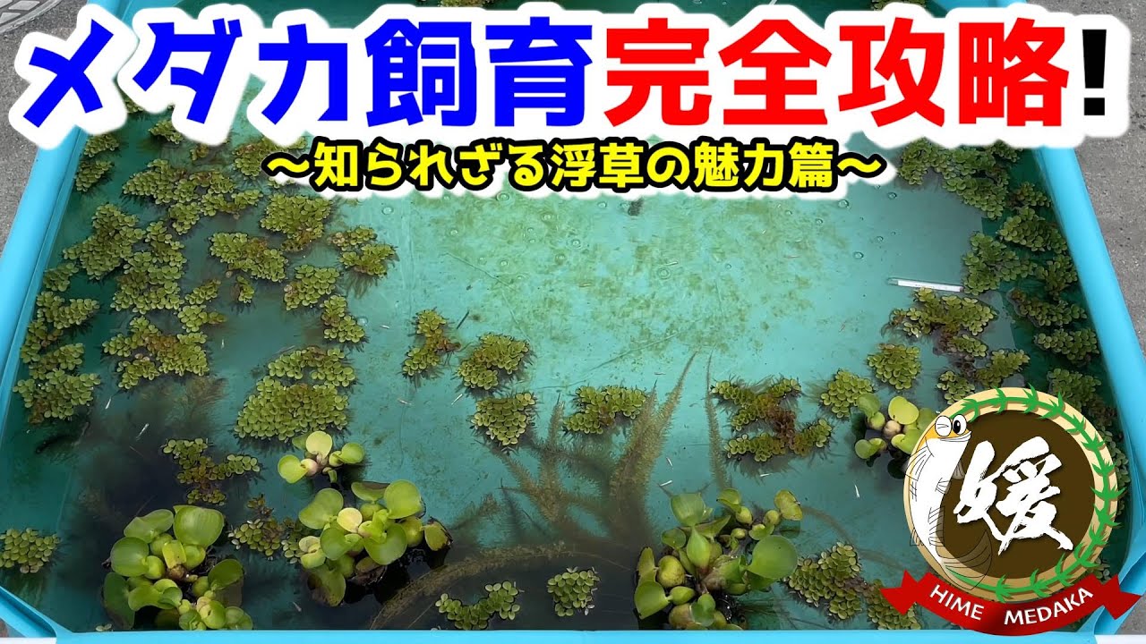 メダカ飼育完全攻略！屋外飼育の水質を改善させクリアウォーターにする最も簡単な方法【媛めだか/サルビニアククラータ】