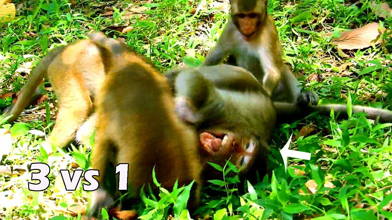 God help ! 3 little monkey in Amri group attack pig Sweetpea till cry so hurt