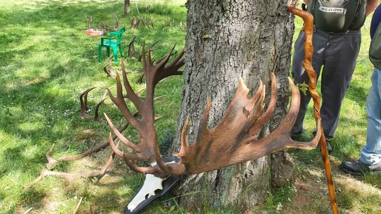 Traditionen im Harz;   Hirschstangenschau   11. Teil