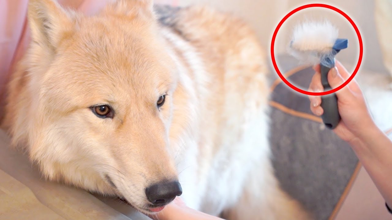 換毛期のオオカミ犬をグルーミングしたら衝撃的でした