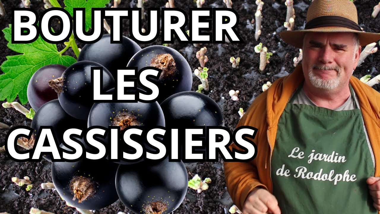 Comment multiplier facilement vos cassissiers par bouturage ?