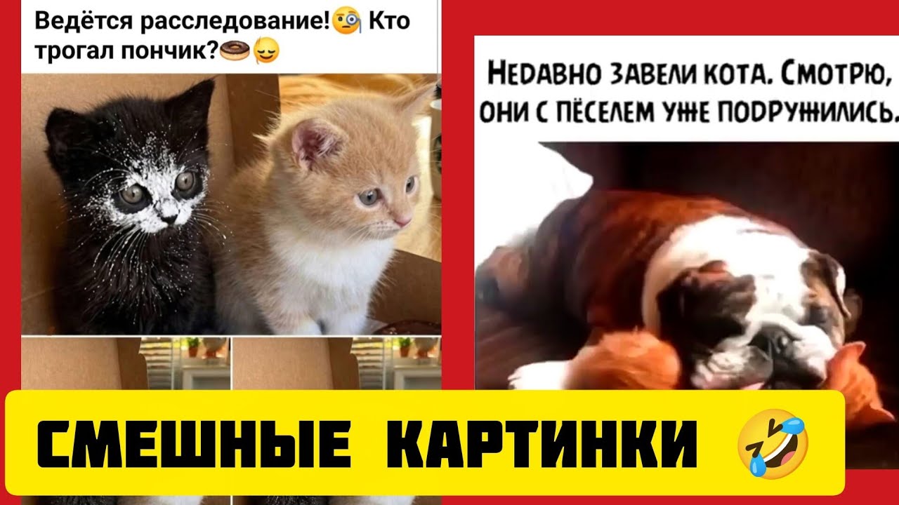Ведётся расследование! Кто трогал пончик🍩? смешные картинки🤣 и весёлая музыка 