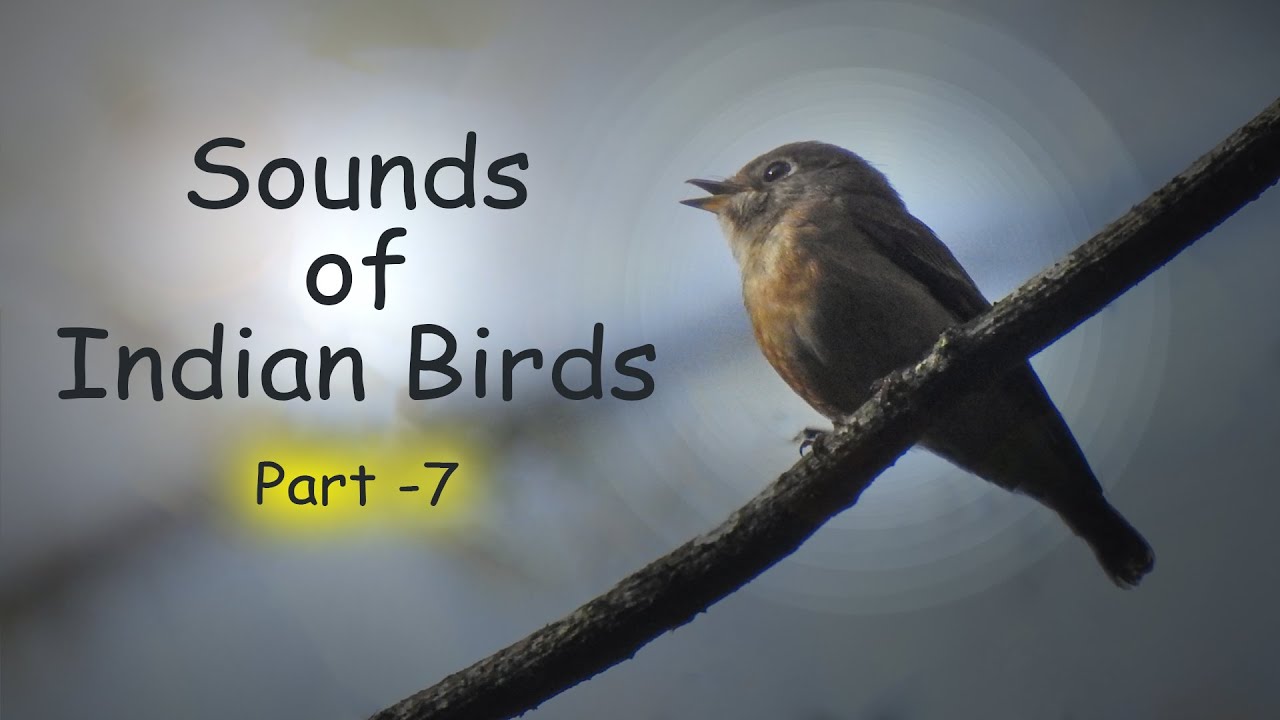 Sounds of Indian birds - Part 7 ! Many Himalayan bird calls !! @IndianBirdVideos