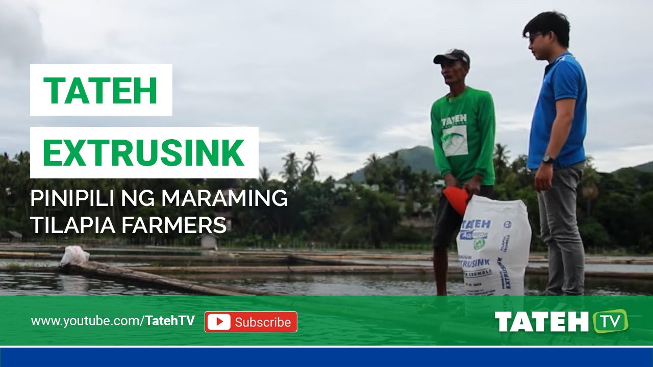 Tateh ExtruSink Feeds Bakit Pinipili ng Maraming Tilapia Farmers | TatehTV EP 84