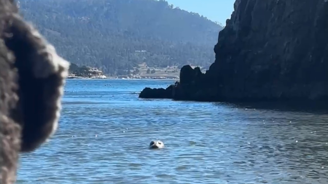Wild seal keeps showing up to have weekly playdates with dog