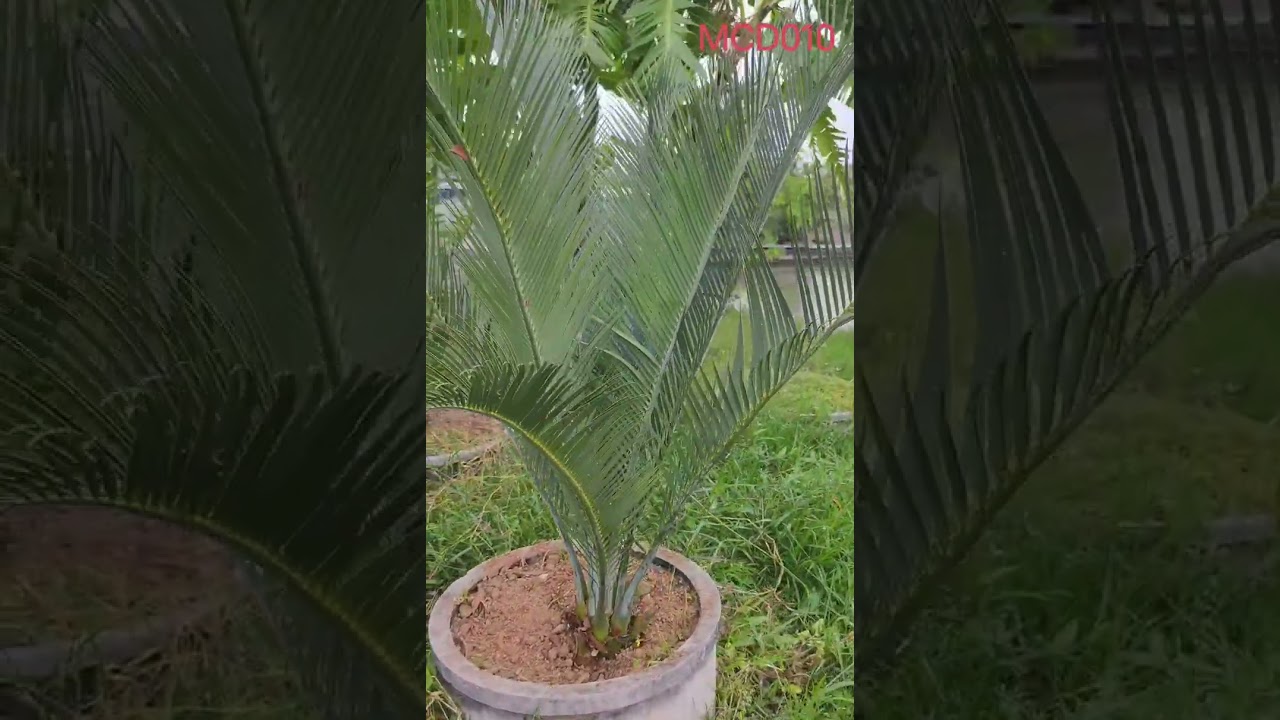 AHEAD Thailand Macrozamia Macdonellii (MacDonnell Ranges Cycad) McD010 