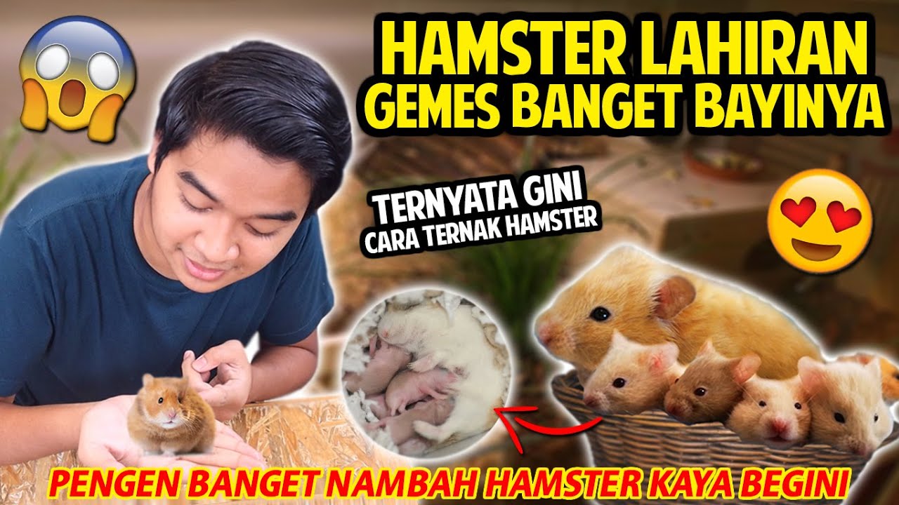 PERTAMAKALI LIHAT BAYI HAMSTER GEMES BANGET TERNYATA! JADI PENGEN NAMBAH HAMSTER LAGI!