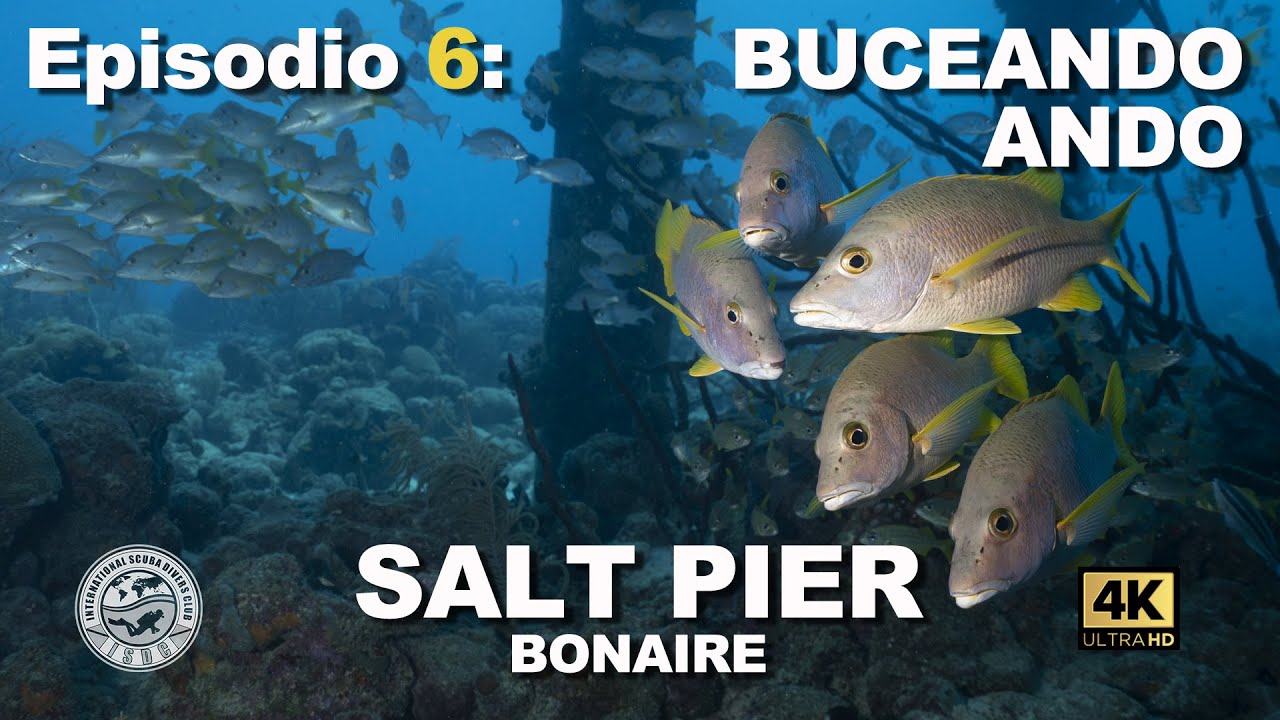 BuceandoAndo 6: Salt Pier - Bonaire (20 metros)