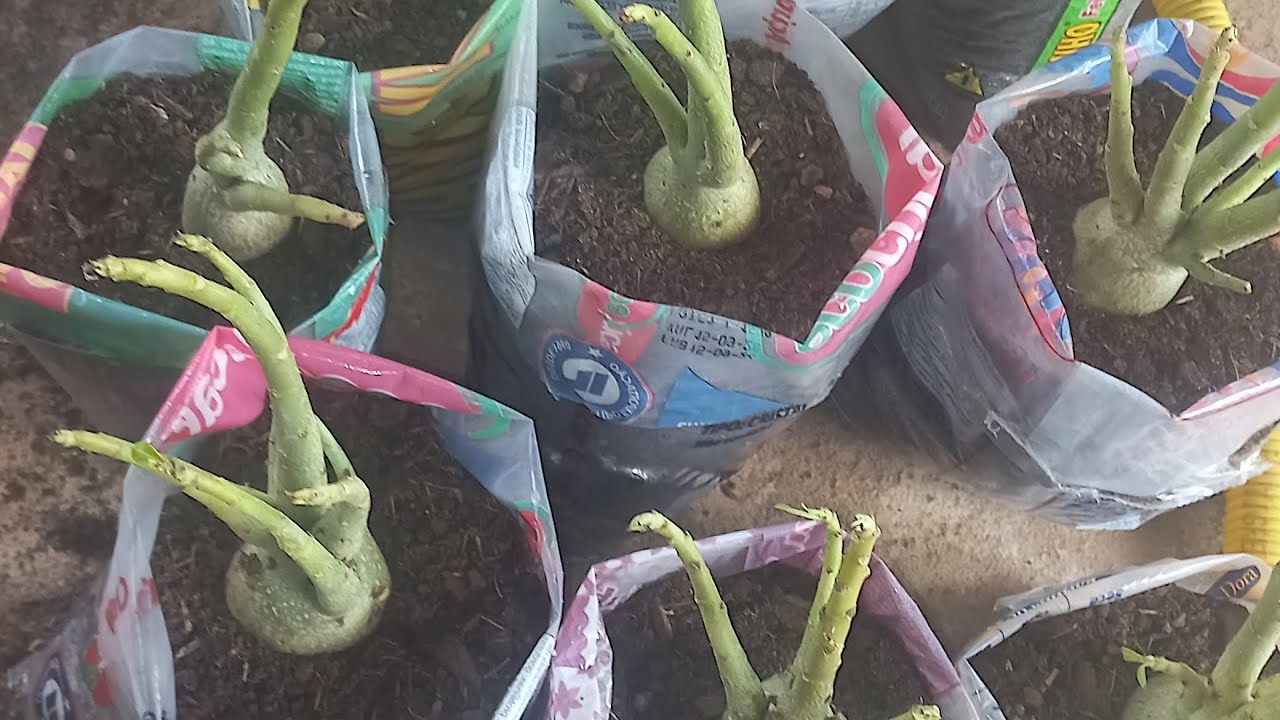 VAMOS DE REPLANTIO KIT GORDUCINHA ROSAS DO DESERTO
