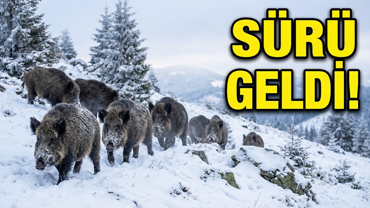 Köy Yaşamı Domuz sürüleri Heryerde,Nehirler akıyor,bu kış biter mi