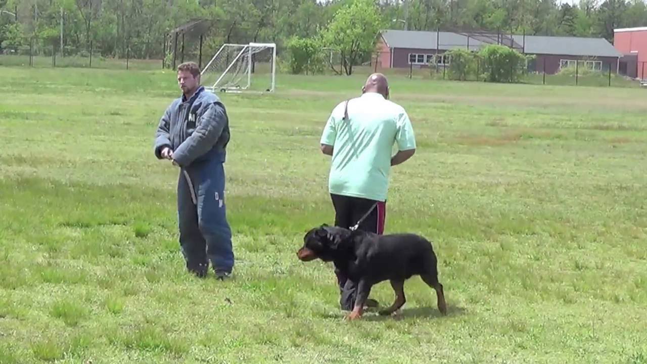 Tony's working line Rottweilers