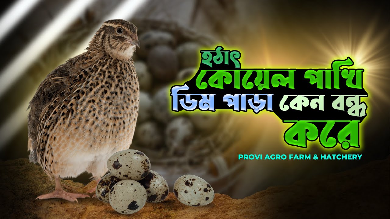 হঠাৎ কোয়েল পাখি কেন ডিম দেওয়া বন্ধ করে || Provi Agro Farm & Hatchery