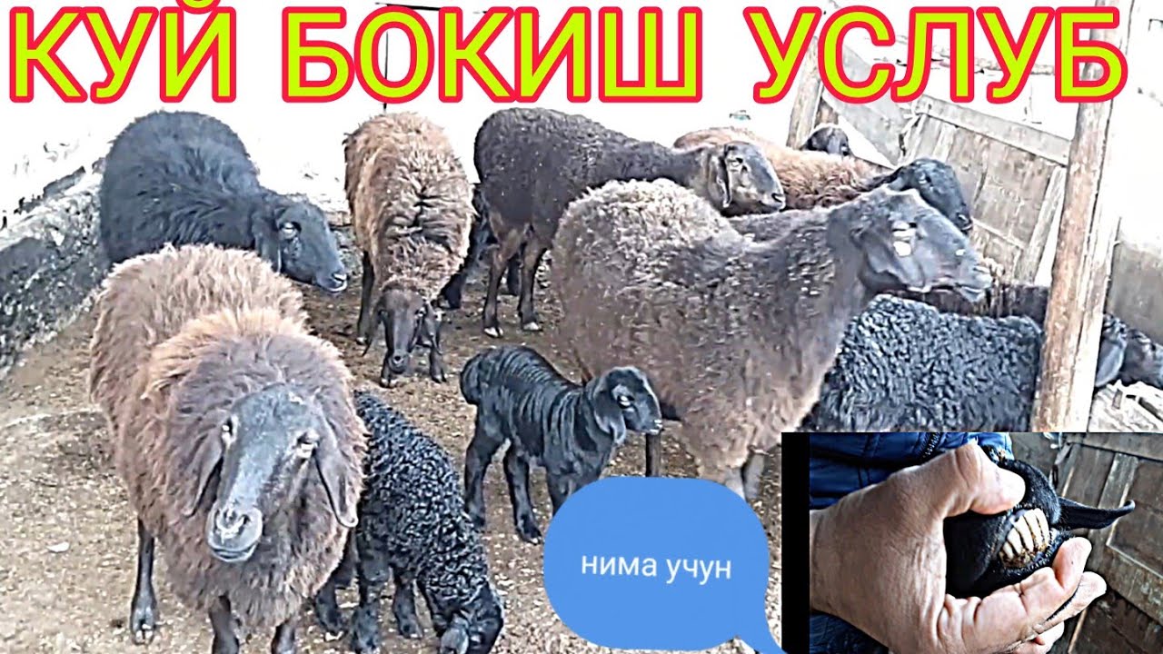 КУЙ БОКИШ УЙ ШАРОИТИДА